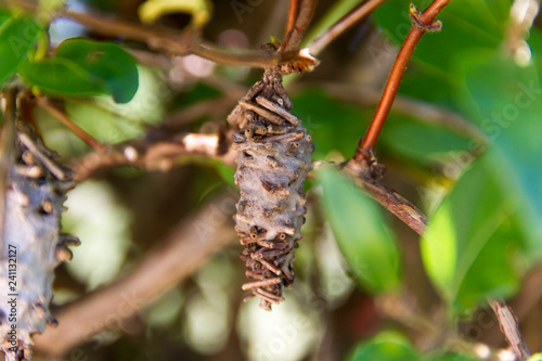 butterfly worm pupa Oiketicus kirbyi in summer