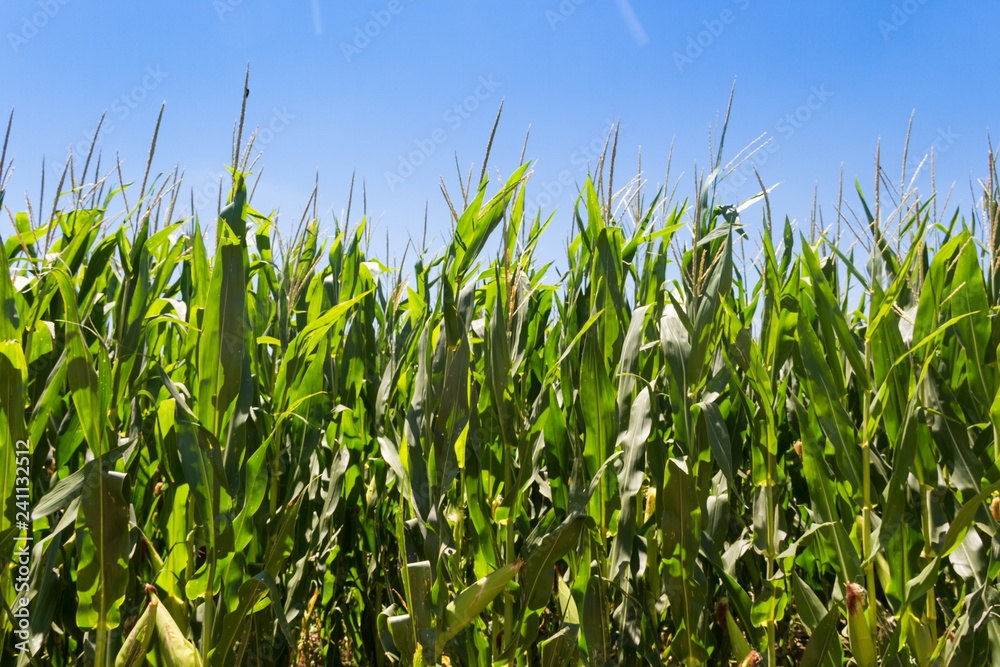 corn plantation in the summer of the Argentine countryside corn plantation in the summer of the Argentine countryside