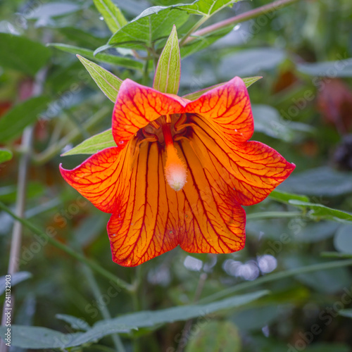 Orange bells from the Canary Islands. Canarina canariensis, canarian bellflower, endemic