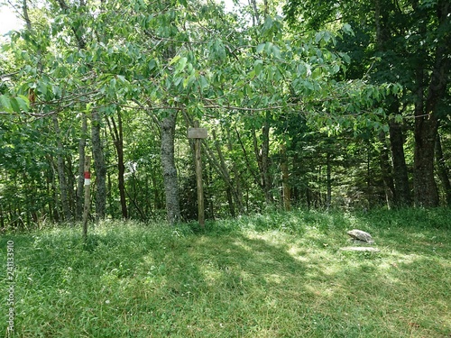 Parco delle foreste casentinesi photo