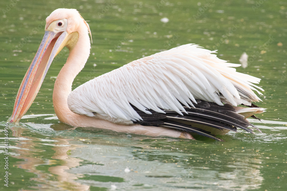 Pelicans Pelicans