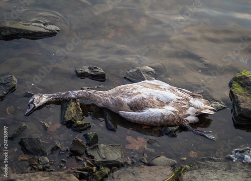 A dead young swan on the bank of the Vltava River