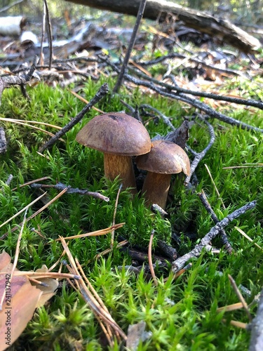 Fotografie Mushrooms in the forest .