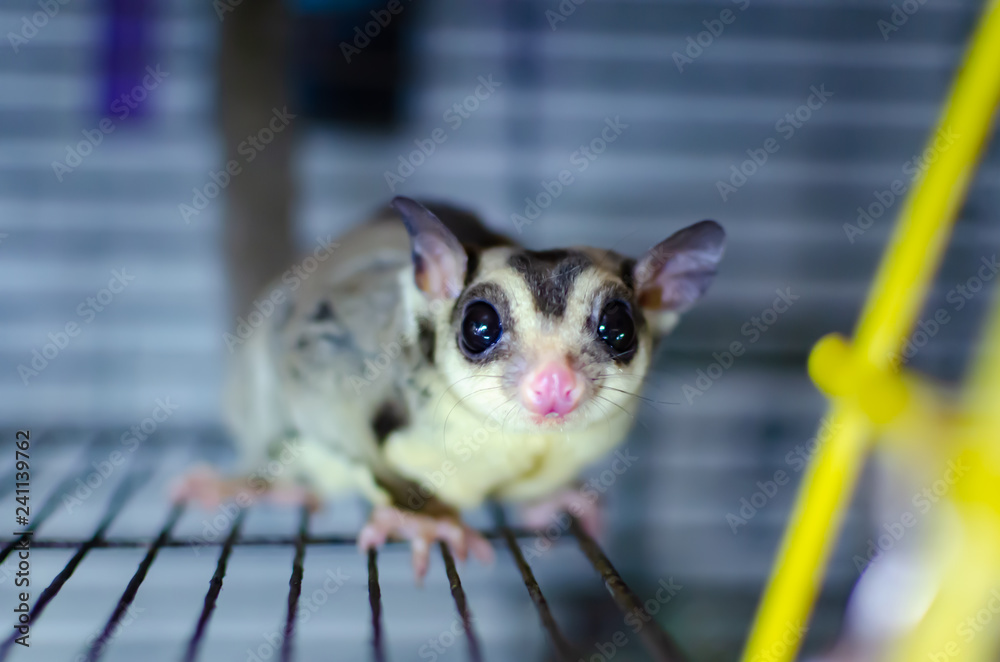 Gray sugar glider. Petaurus breviceps arboreal gliding possum. Exotic animals in the human