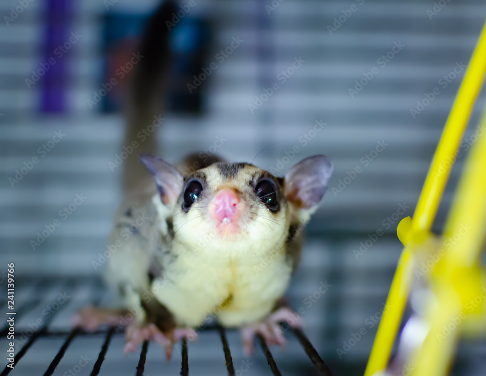 Gray sugar glider. Petaurus breviceps arboreal gliding possum. Exotic