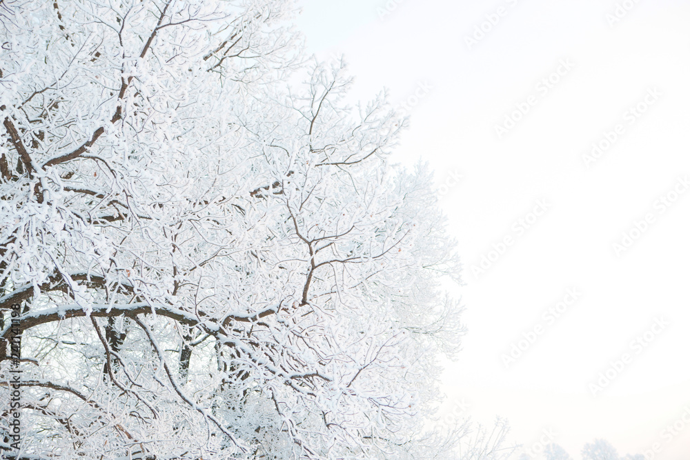 Winter landscape in the city Park on a cloudy day. Snow-covered tree branches on a winter cloudy day old, frost, frozen, ice, nature Winter landscape in the city Park on a cloudy day. Snow-covered tree branches on a winter cloudy day old, frost, frozen, ice, nature