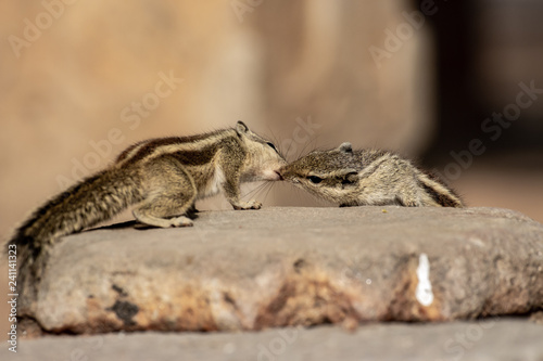 Kissing squirrel