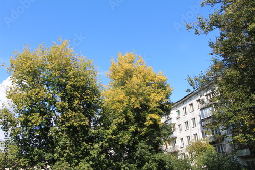 Осенние деревья.