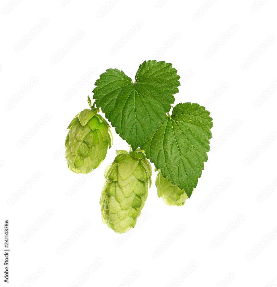 Close up fresh green hops isolated on white Close up fresh green hops isolated on white