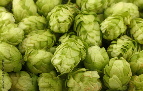 Close up background of fresh green beer hops