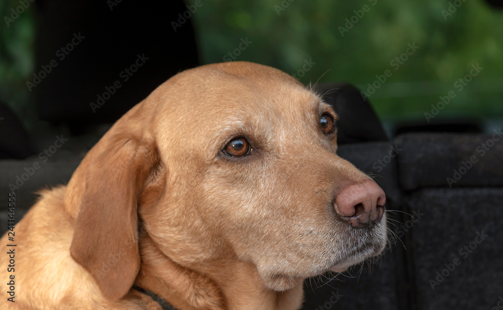 Portrait of a red Labrador Retriever sitting in the back of a car