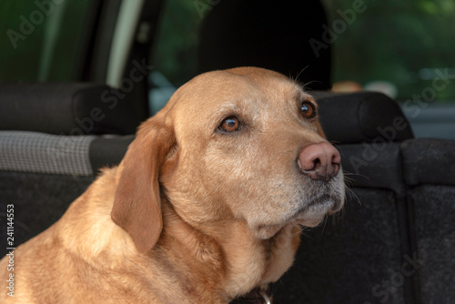 Portrait of a red Labrador Retriever sitting in the back of a car