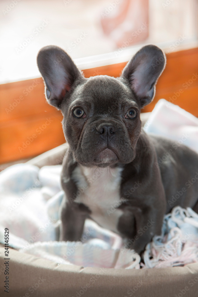 Bulldog francese Bulldog francese