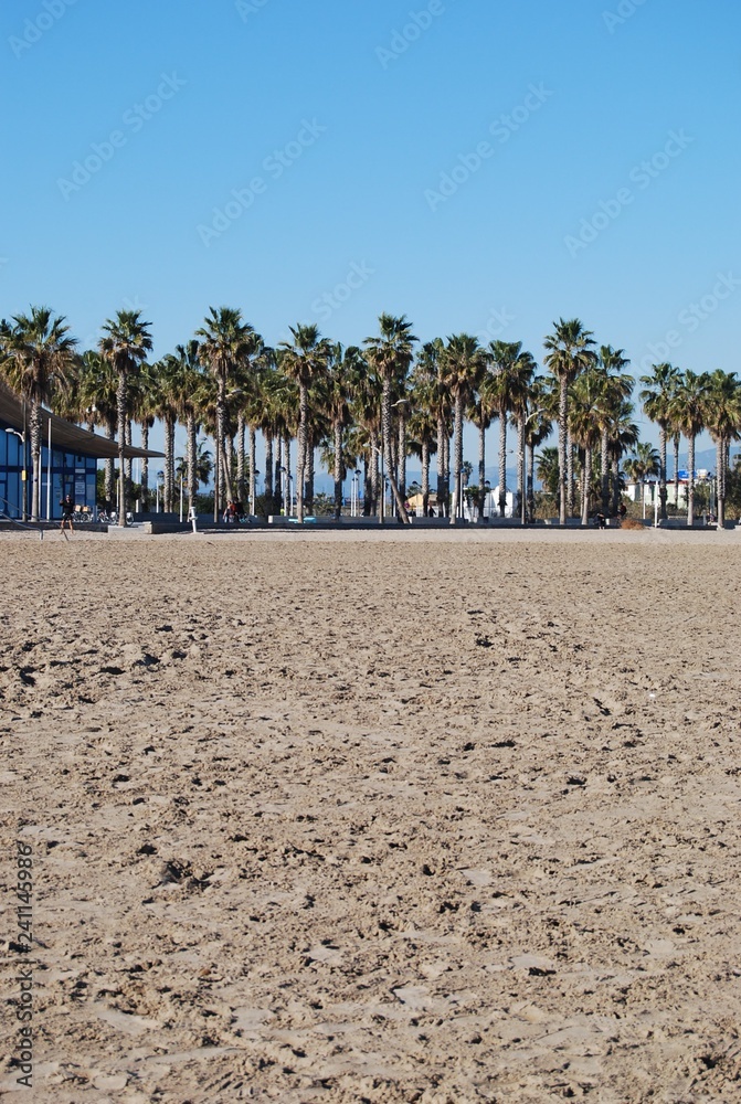 Palm Trees on the Beach, Valencia, Spain