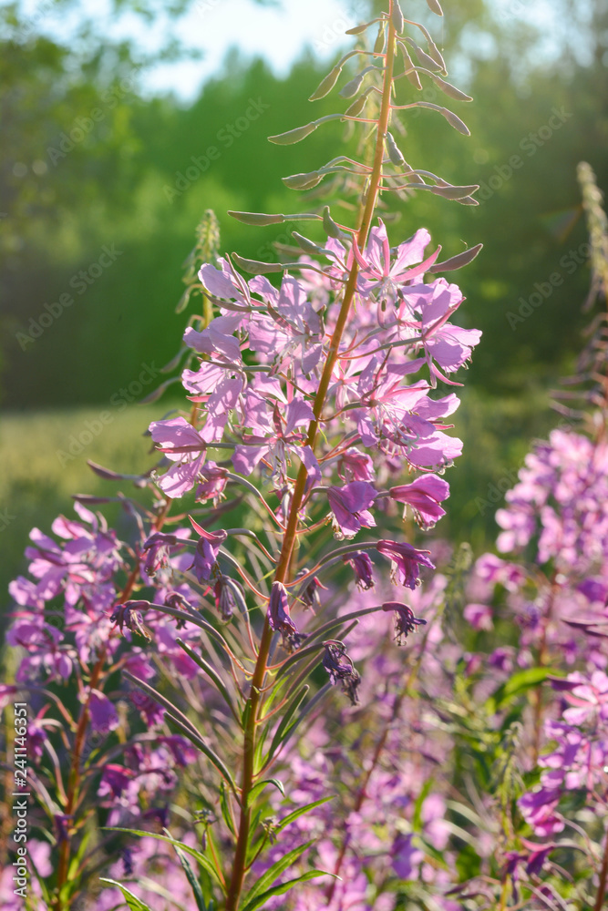 Fototapeta premium purple flowers in the garden