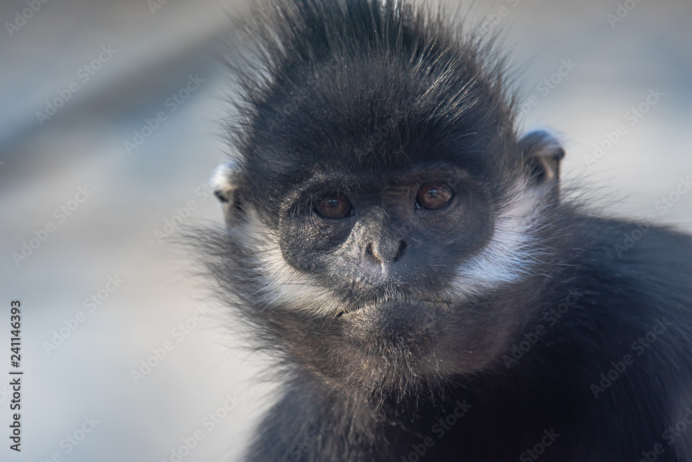 Fototapeta premium Francois Langur Monkey aka Fluffy Face