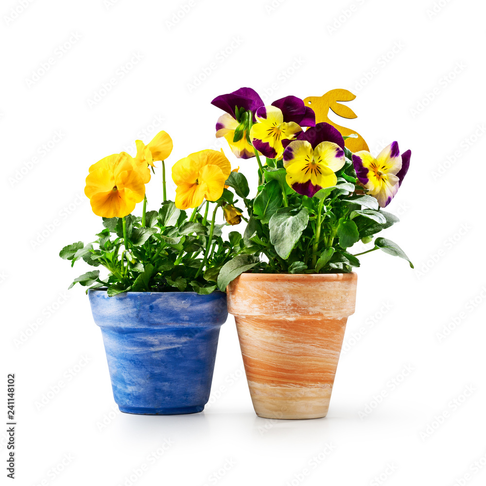 Pansy flowers and easter bunny in flowerpot.