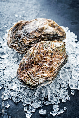 Fresh rock oyster offered as closeup on crushed ice with copy space