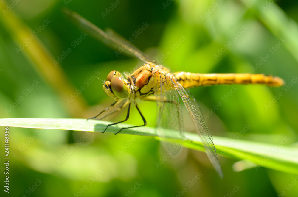 Dragonfly is an insect living near water bodies. Dragonfly is an insect living near water bodies.