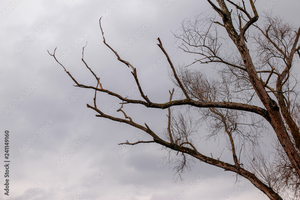 Dry branches of trees without leaves, park in the winter without snow Dry branches of trees without leaves, park in the winter without snow