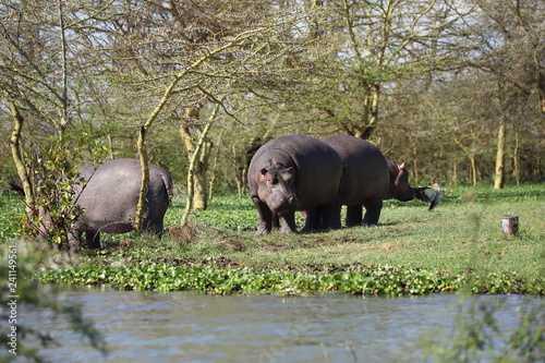 Hippos at the shore of Lake Naivasha
