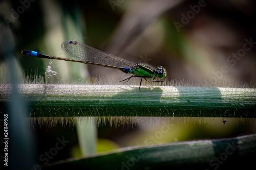 Damselfly 