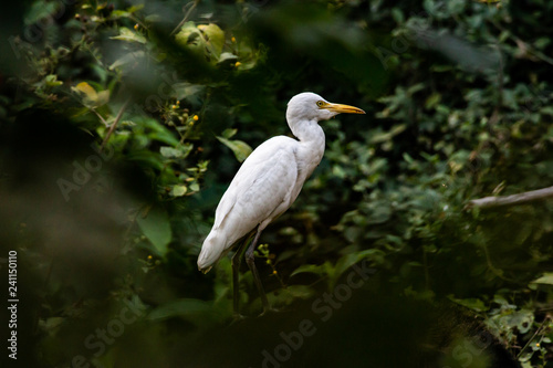 Egret