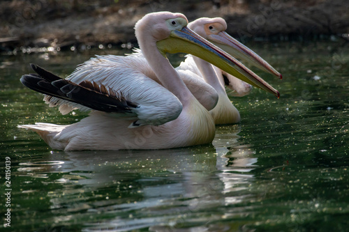 pelicans in zoo