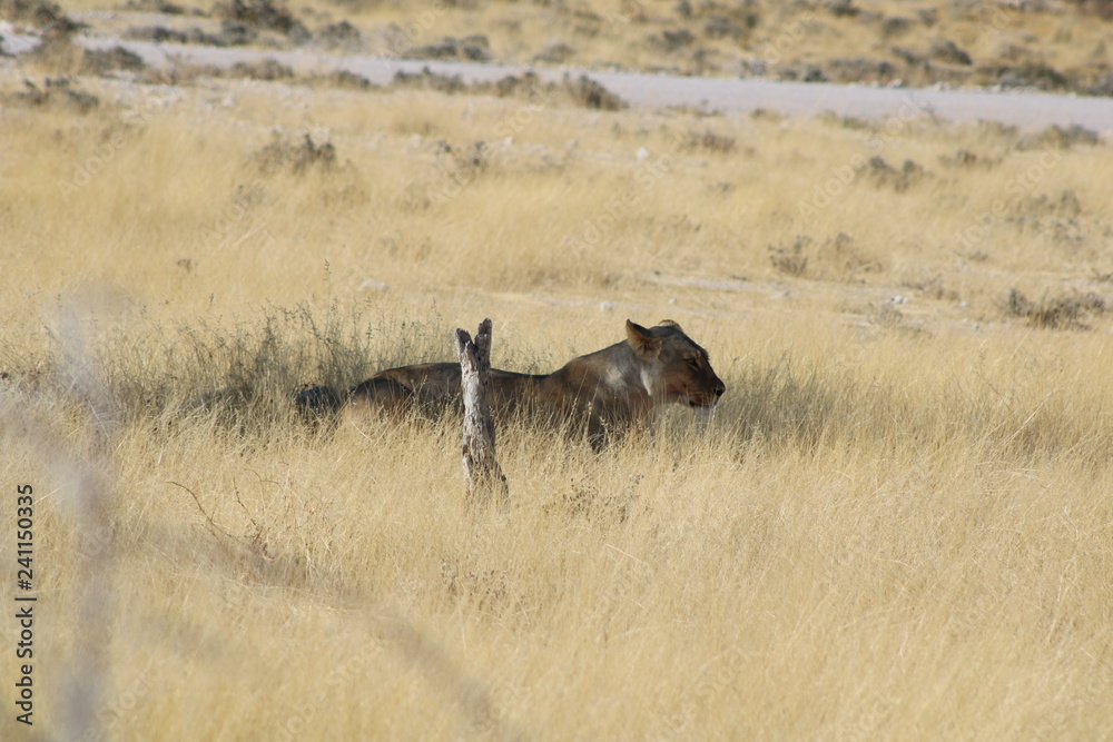 Fototapeta premium Löwe im Schatten
