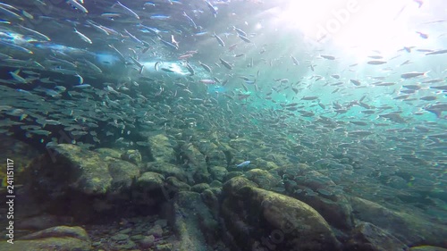 Wallpaper Mural Mexico. Fascinating underwater diving in the sea of Cortez. Torontodigital.ca