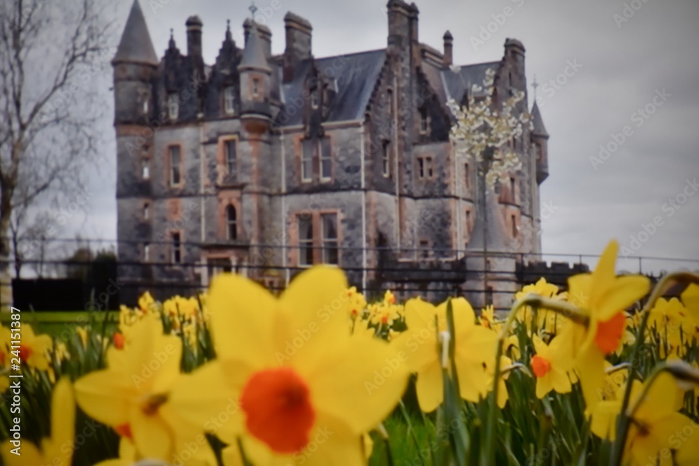 view of castle through the daffodils
