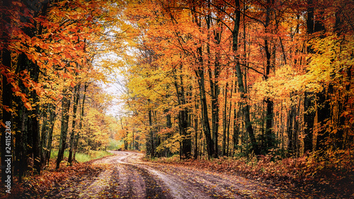 Forest Drive in Autumn. The Covered Road in Houghton County, Michigan. Seasonal background with copy space.