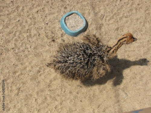 a little ostrich pullen with a feed bowl at an ostrich farm photo