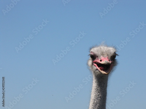 a funny ostrich bird closeup with a blue sky