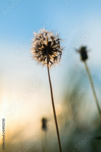 Wilted dandelion against sky