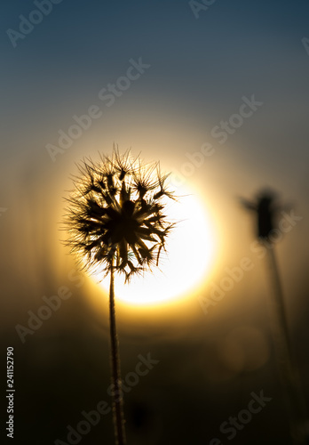 Wilted dandelion against sky