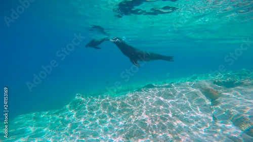 Wallpaper Mural Mexico. Fascinating underwater diving with seals in the sea of Cortez. Torontodigital.ca