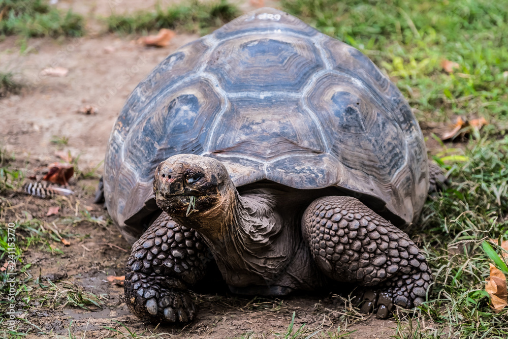 Obraz premium Tortue géante des seychelles