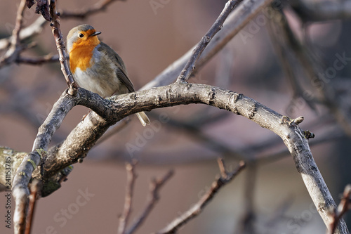 A European robin (erithacus rubecula) perched on a branch