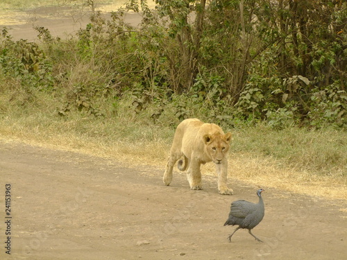 L  win auf der Jagd