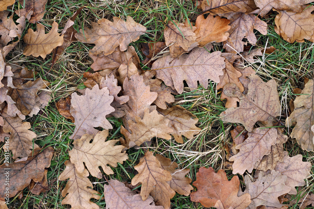 Grass oak leaves ground earth soil winter fall close up Grass oak leaves ground earth soil winter fall close up