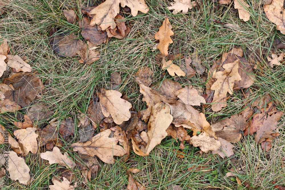 Grass oak leaves ground earth soil winter fall close up Grass oak leaves ground earth soil winter fall close up