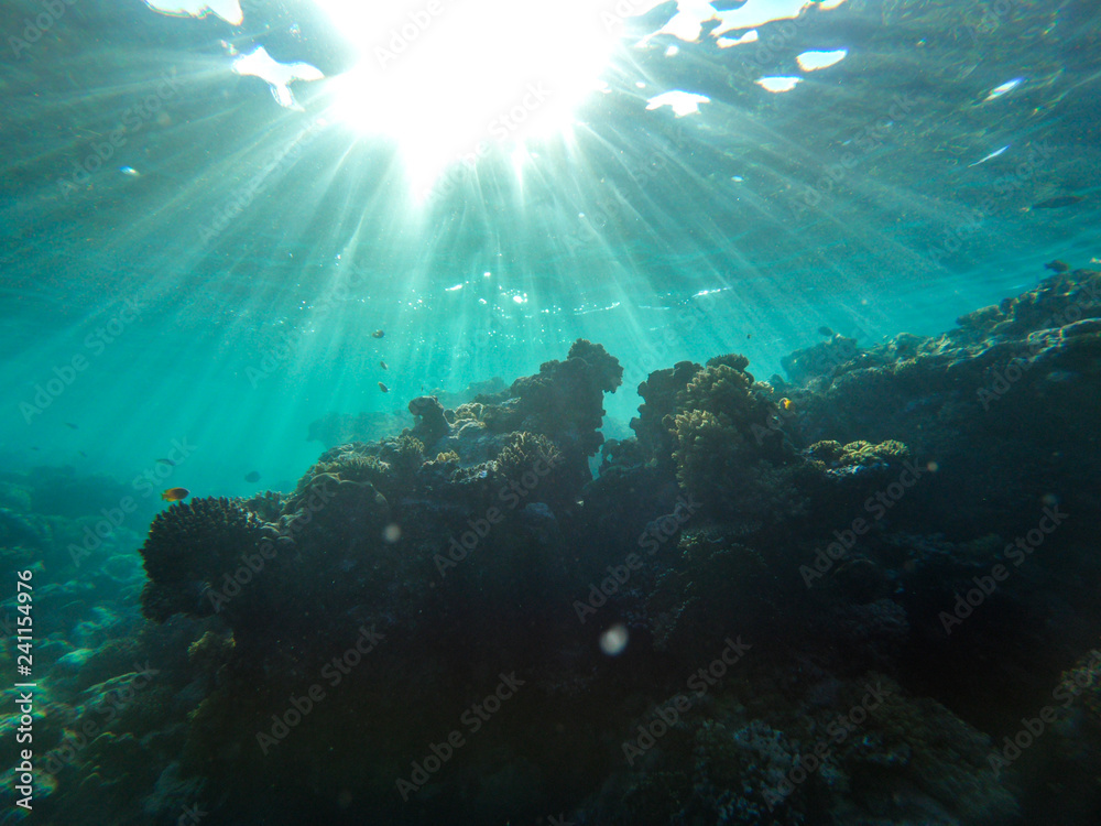 red sea, underwater world red sea, underwater world