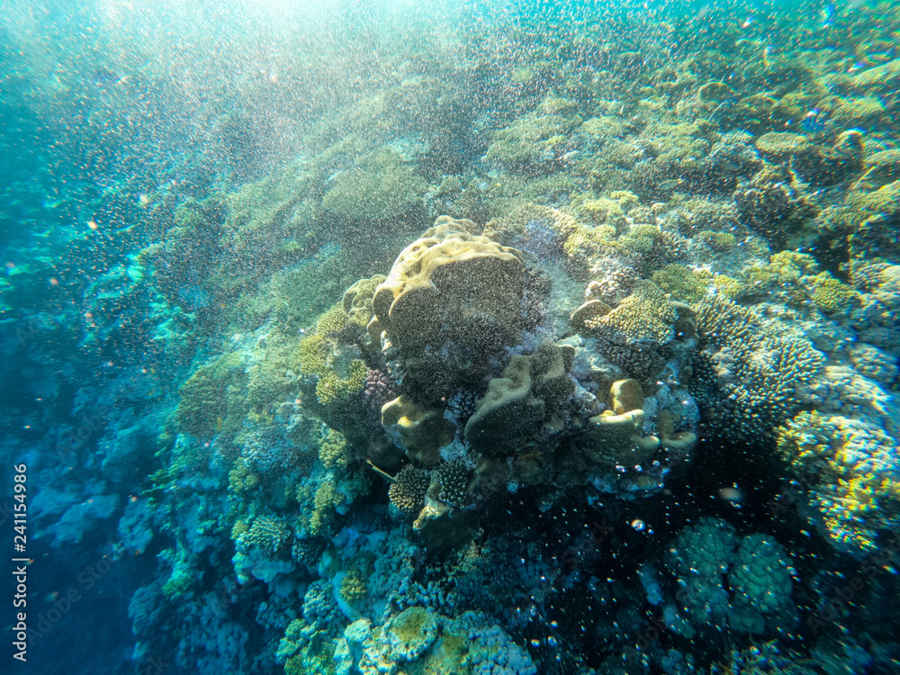 Naklejka premium red sea, underwater world