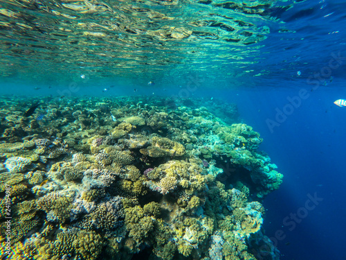 Fototapeta Naklejka Na Ścianę i Meble -  red sea, underwater world