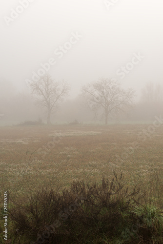 Landscape with fog