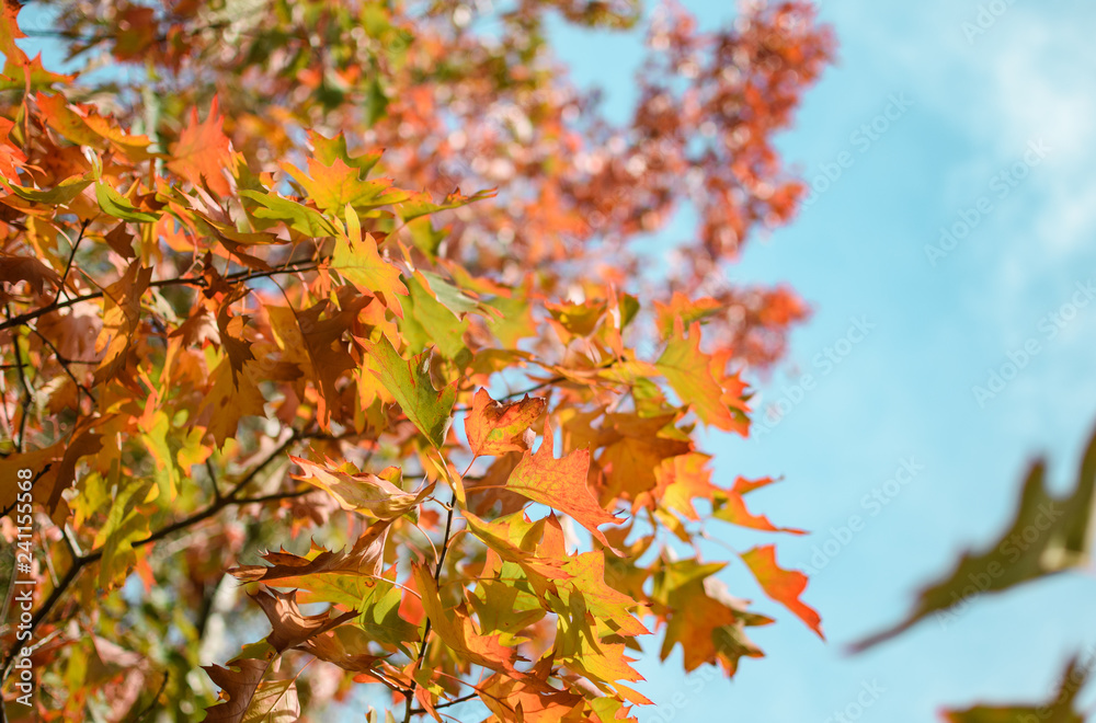 Autumn colorful leaves on maple tree Autumn colorful leaves on maple tree