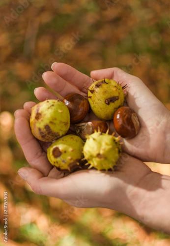Chestnuts in palms