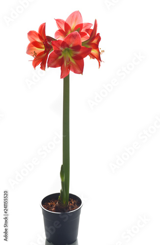 Fototapeta Naklejka Na Ścianę i Meble -  Amaryllis in pot isolated

