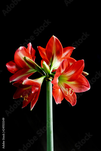 Amaryllis flower isolated